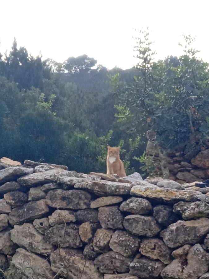 Campo de lujo Pirats Des Vedra *
