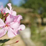 Las Mariposas Ibiza