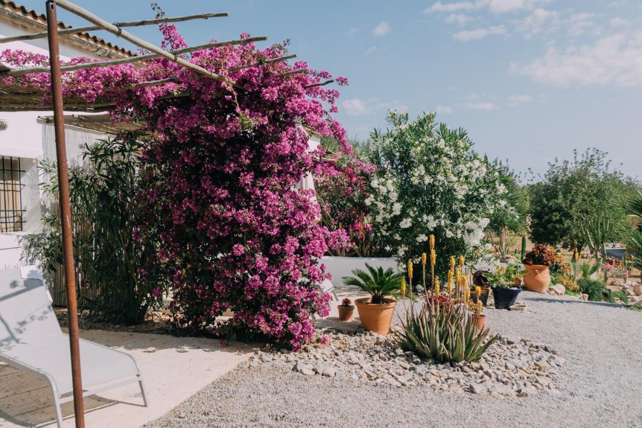 Mariposas Chácara San Antonio (Ibiza)