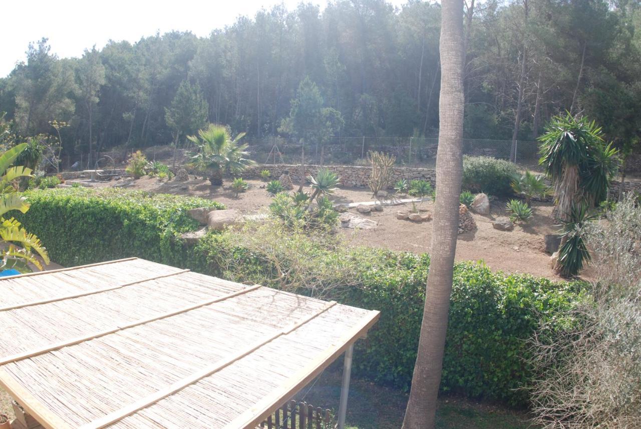 Pinato Cala Llonga (Ibiza)
