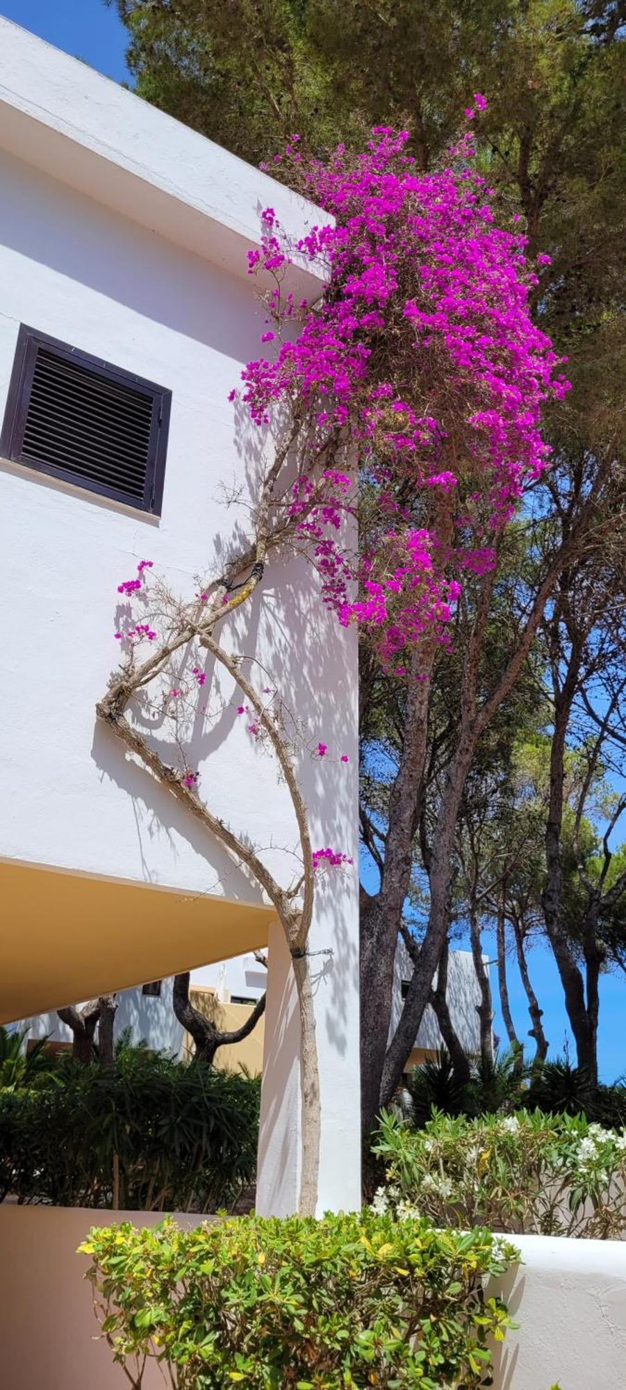 Club Cala Azul