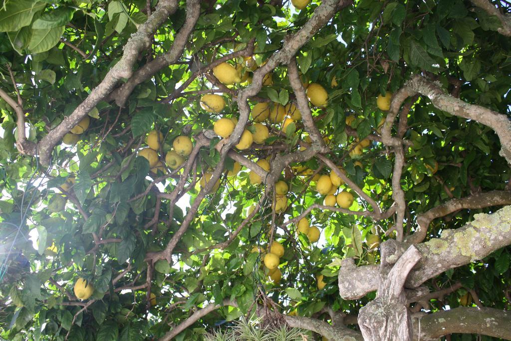 La Pitiusa Agroturismo Sant Miquel de Balansat