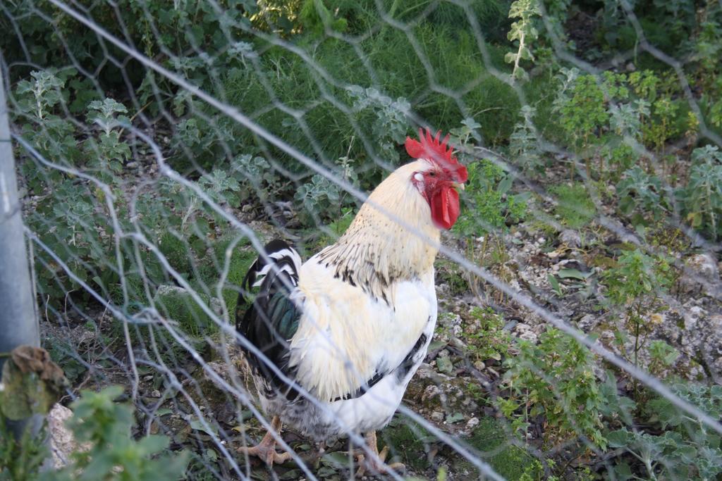 La Pitiusa Agroturismo Bauernhof Sant Miquel de Balansat