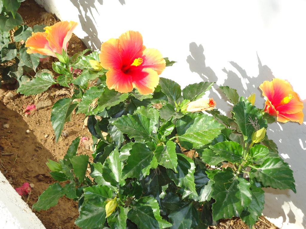 Camping San Antonio San Antonio (Ibiza)