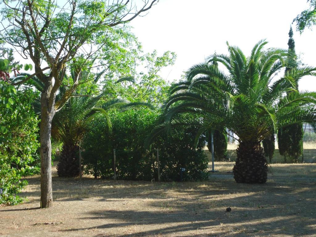 Camping San Antonio San Antonio (Ibiza)
