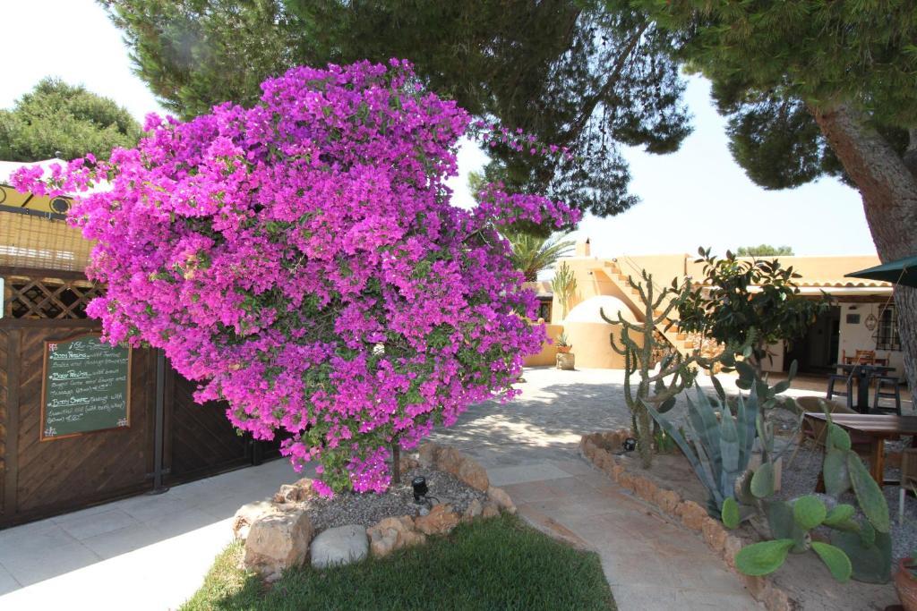 Country house Finca Can Toni *
