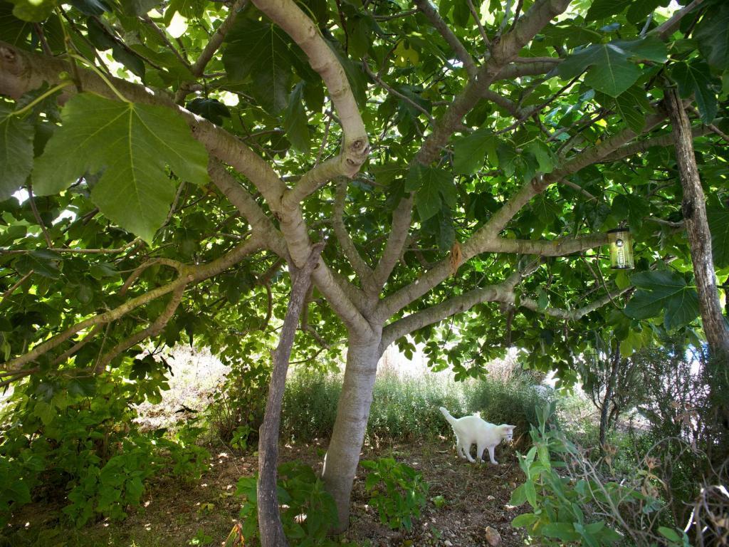 Agroturismo Ca N'escandell