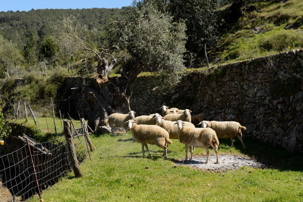 Ca Sa Vilda Marge Agroturismo Sant Joan De Labritja