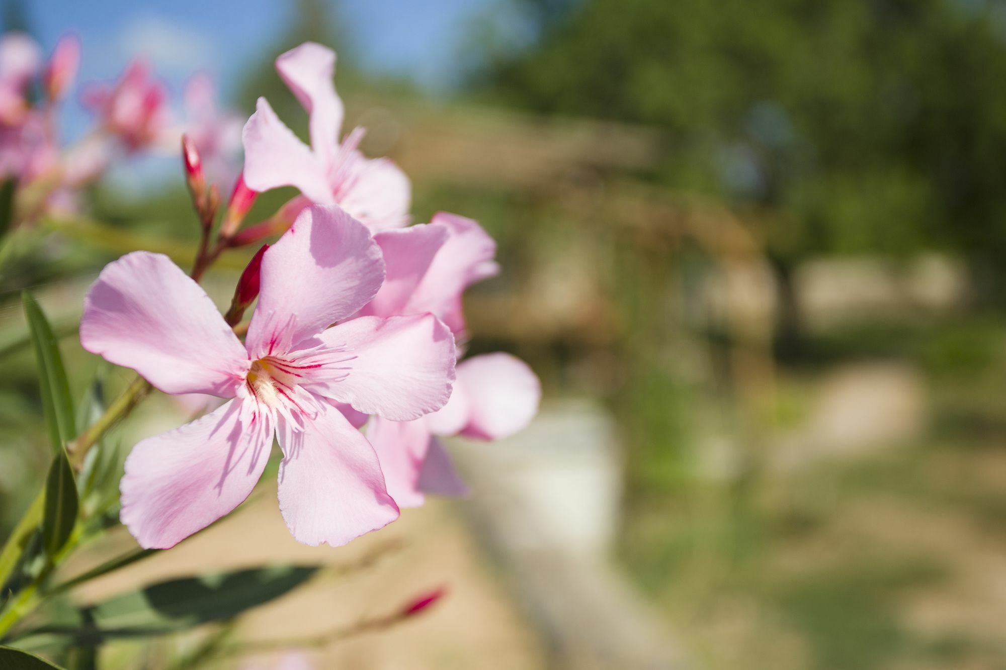 Mariposas Ibiza Hotel San Rafael De Sa Creu