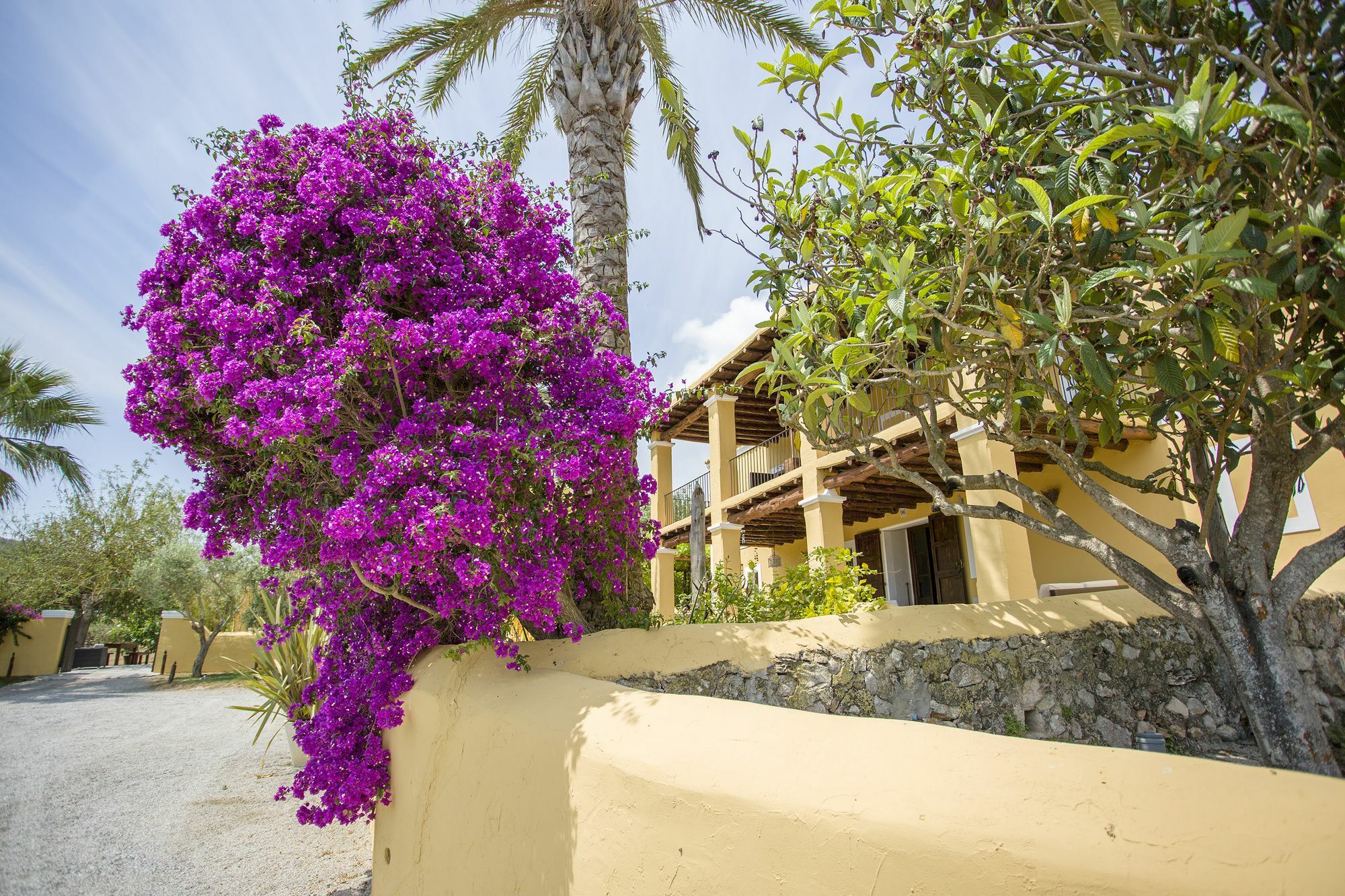Mariposas Ibiza