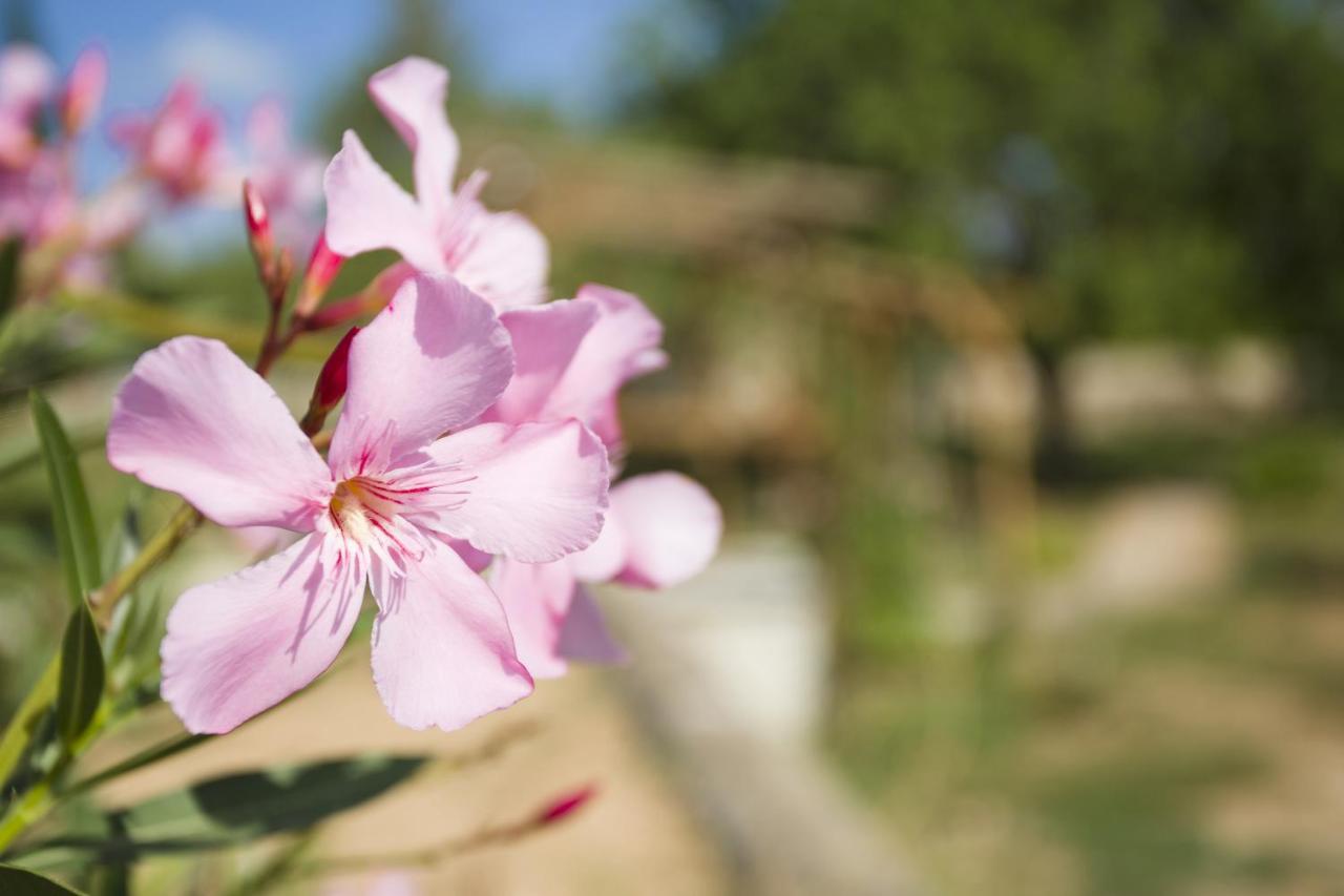 Mariposas * San Antonio (Ibiza)
