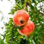 Agroturismo Can Pardal