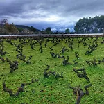 Agroturismo Sa Vinya D\'En Palerm