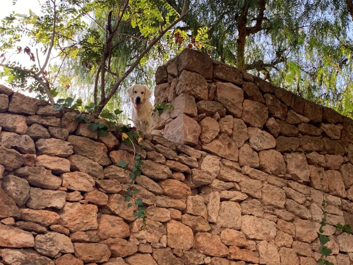 Bed & Breakfast Ibiza Paradise