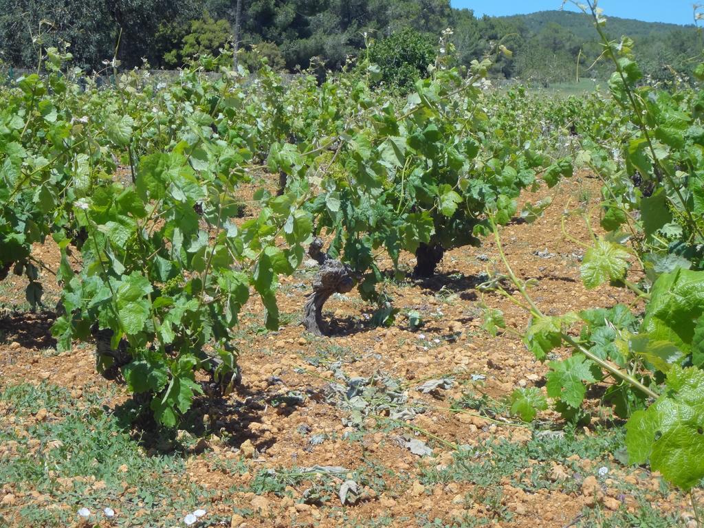 Sa Vinya D'en Palerm Farm stay *