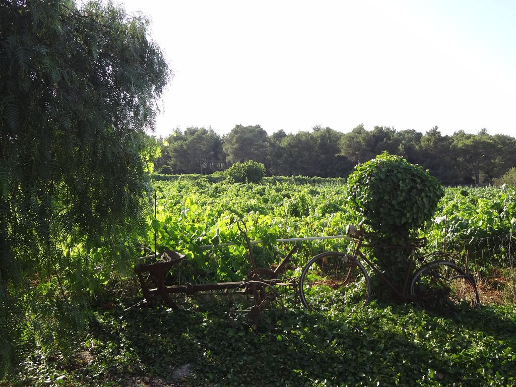 Farm stay Sa Vinya D'en Palerm Sant Miquel De Balansat