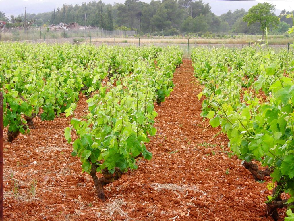 Farm stay Sa Vinya D'en Palerm *