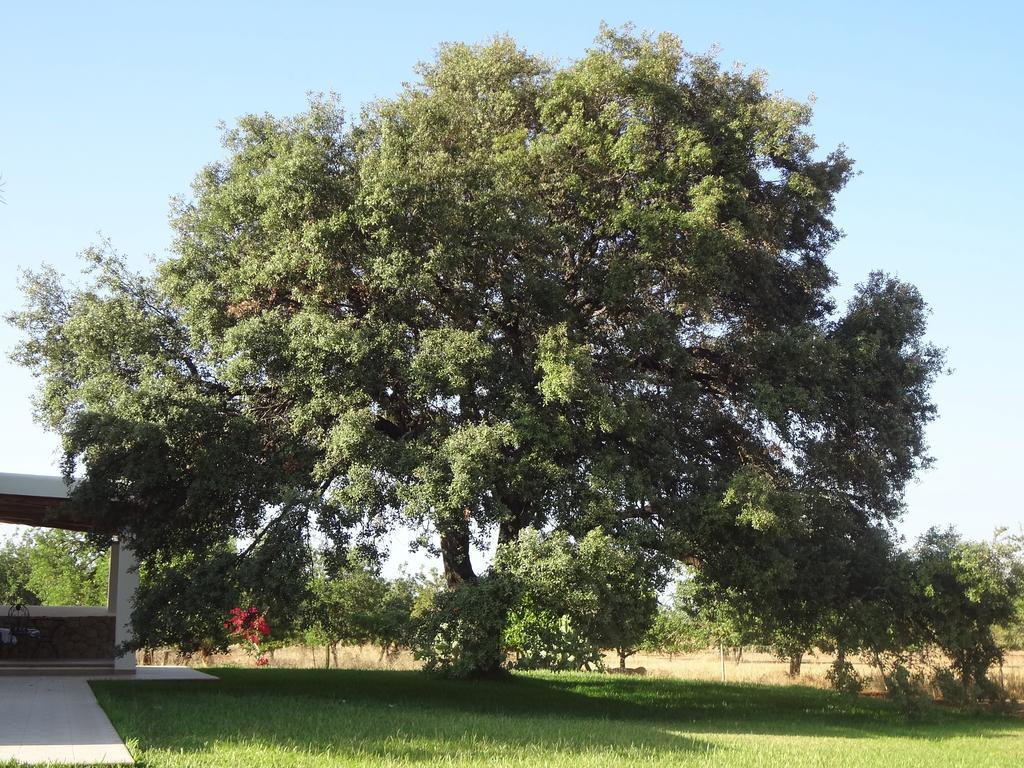 Farm stay Sa Vinya D'en Palerm *