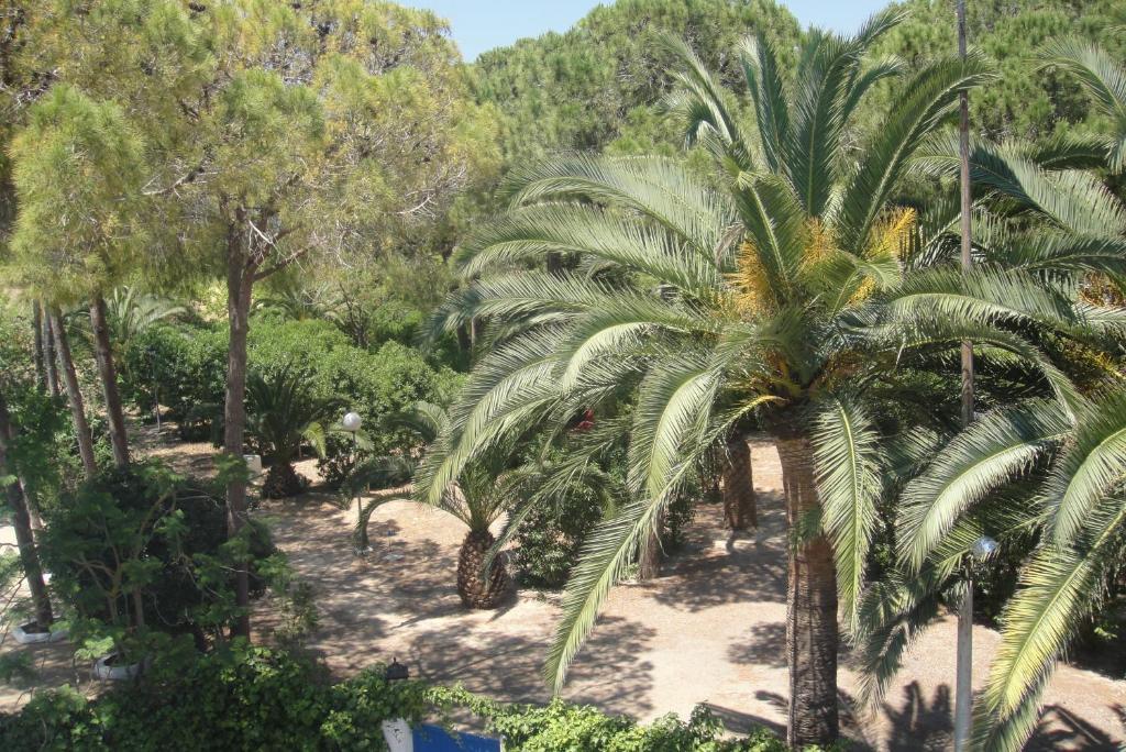 Camping San Antonio Camping San Antonio (Ibiza)