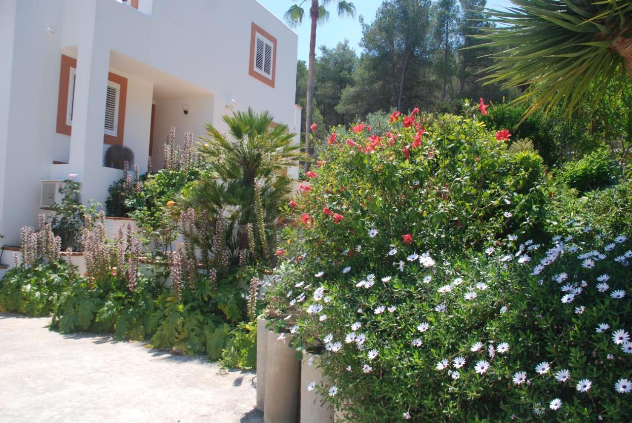 Pinato * Cala Llonga (Ibiza)