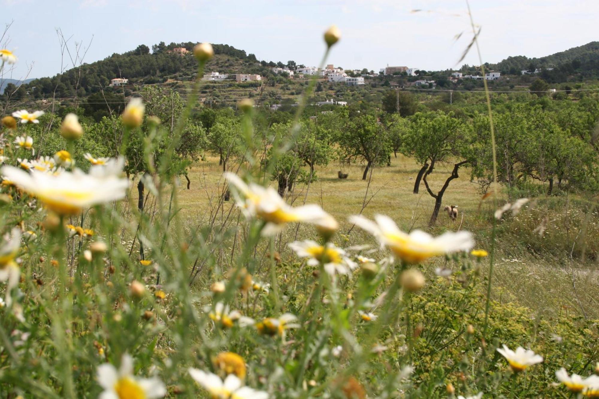 Finca Xo Ibiza Villa