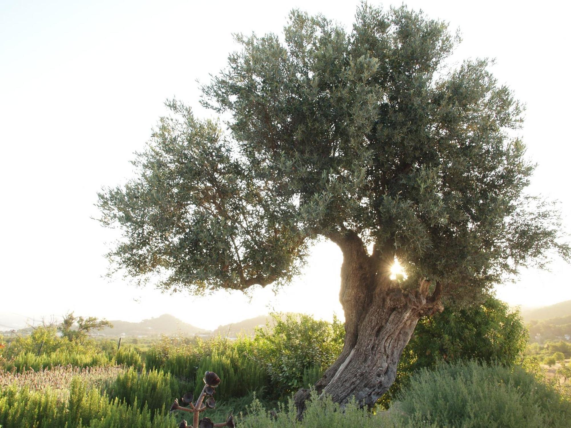 Finca Xo Ibiza