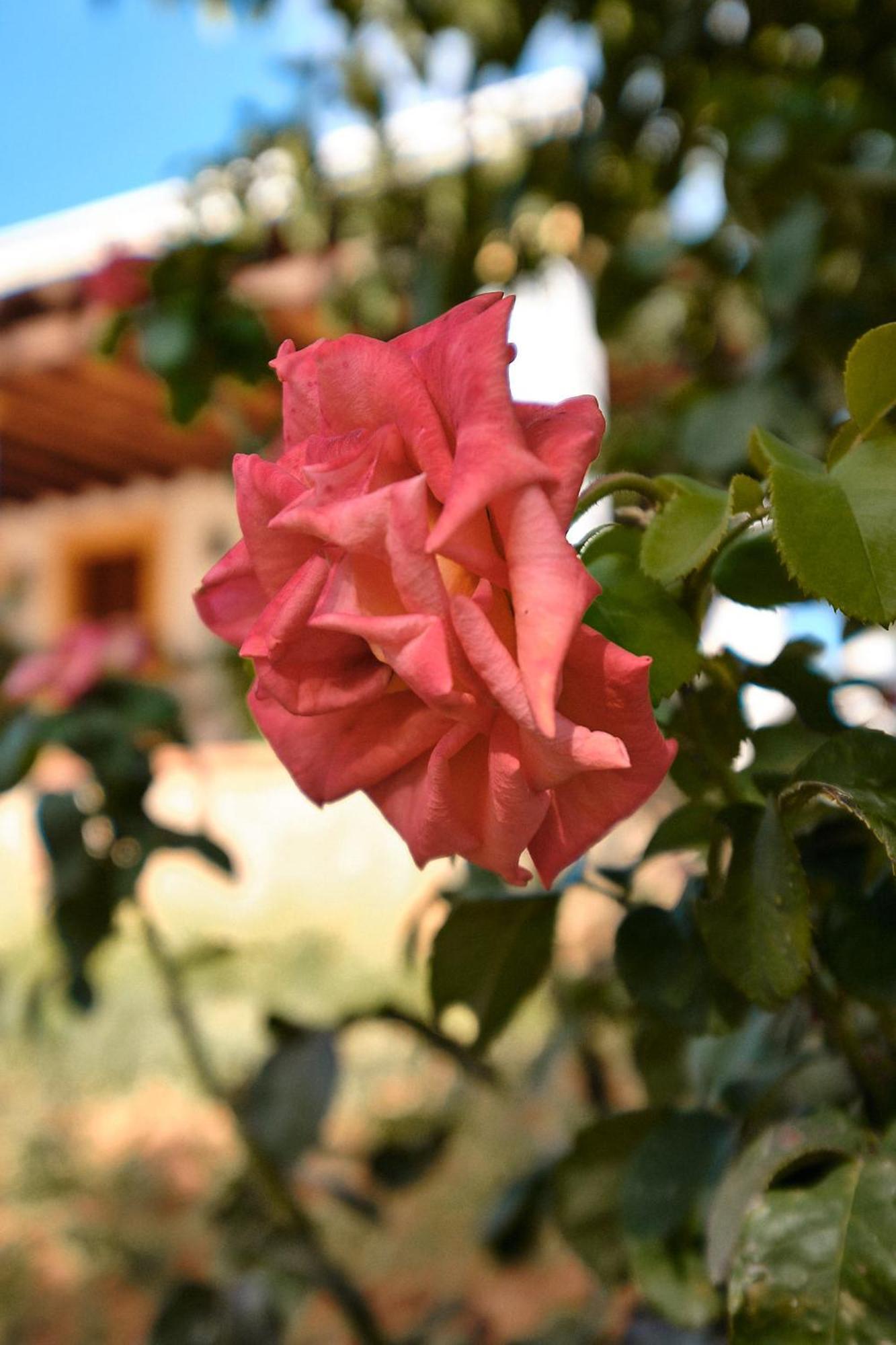 Roser - Santa Gertrudis