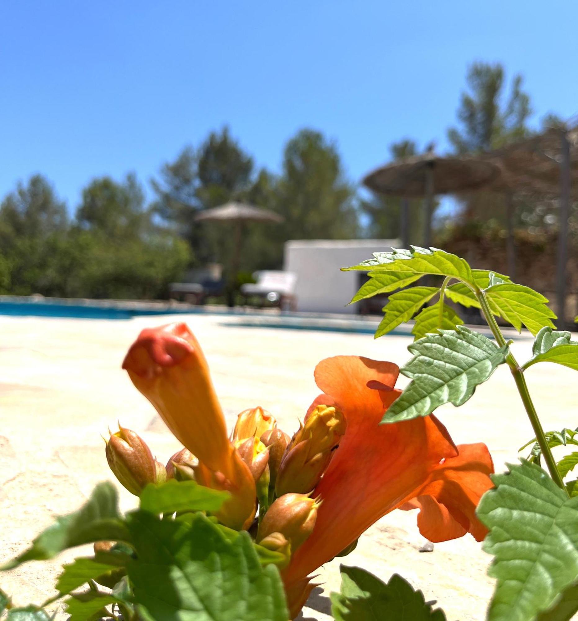 Mestreso Ibiza *