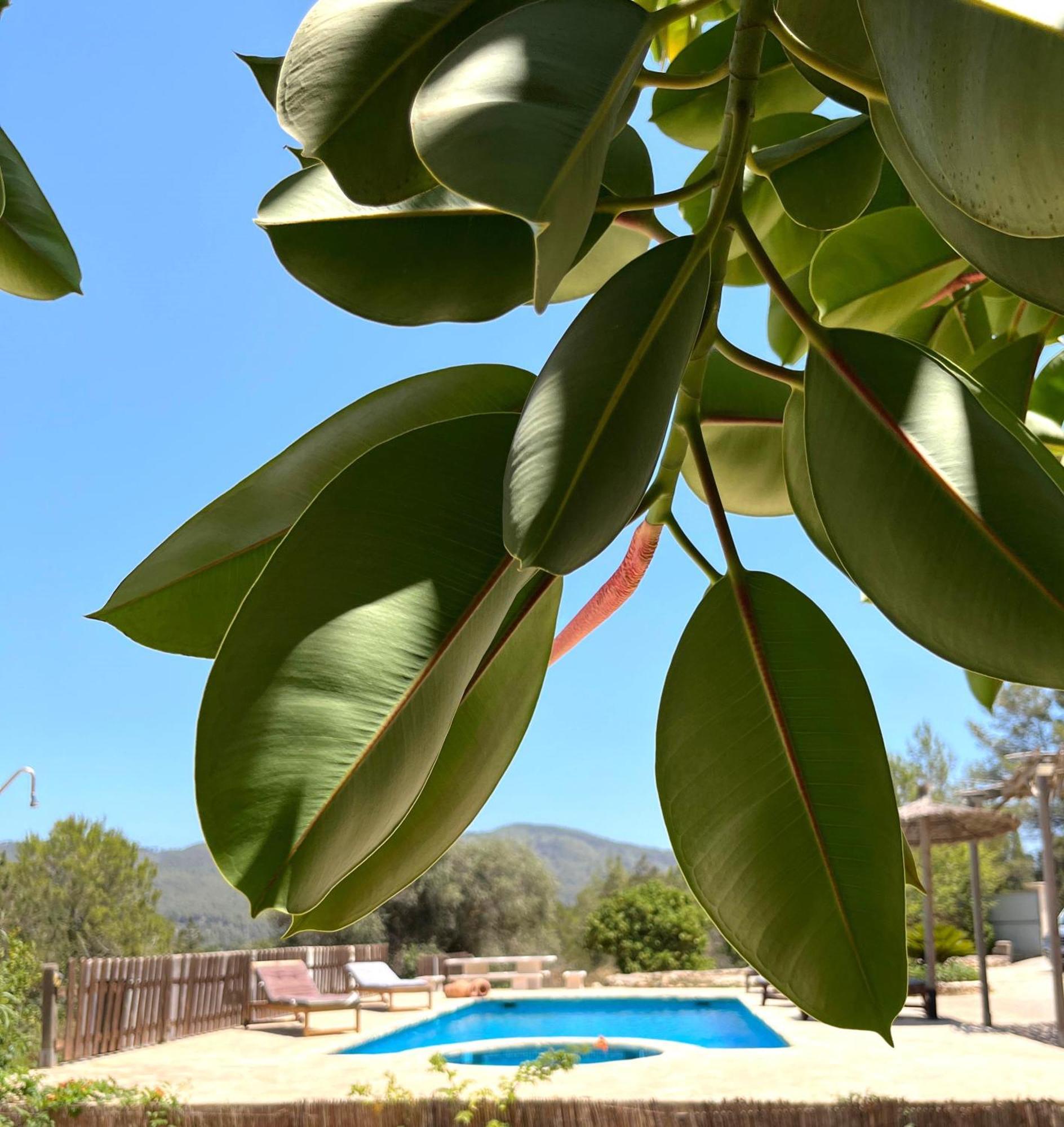 Mestreso Ibiza Holiday home