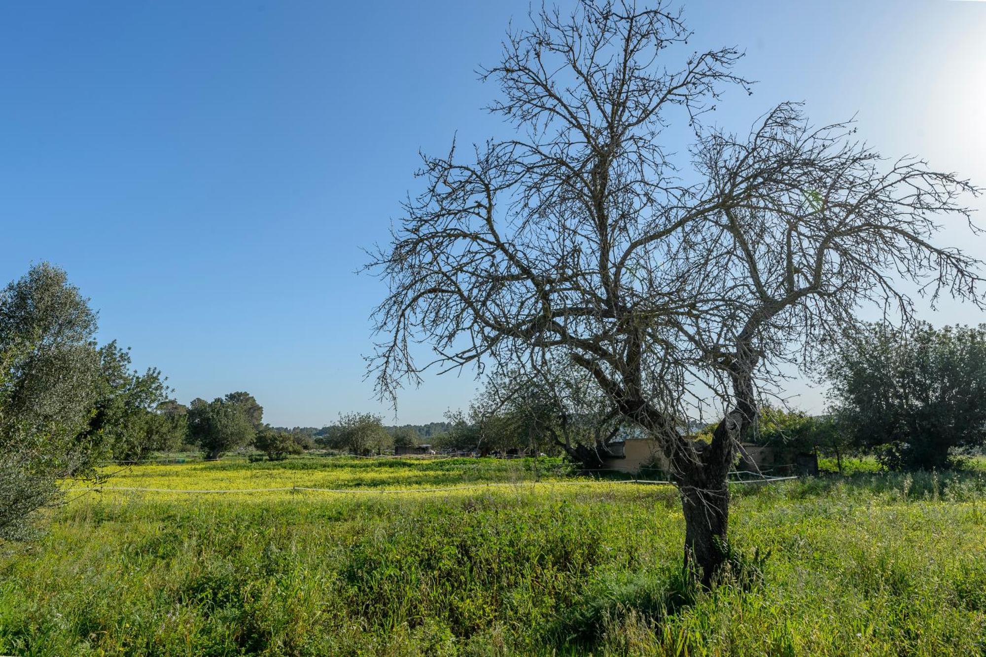 Villa New! Ca Ses Antonietes