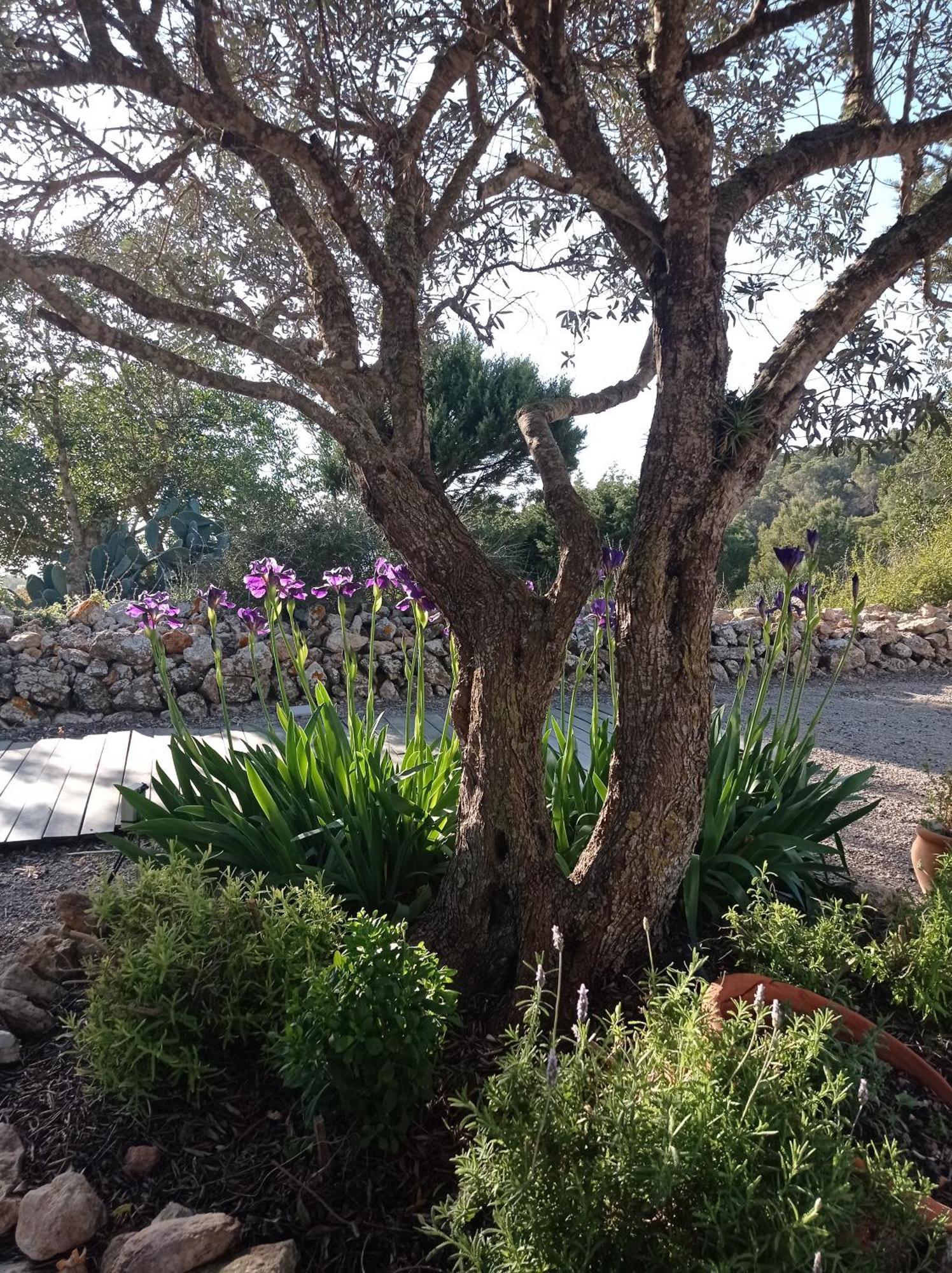 Sa Vinya Holiday home *