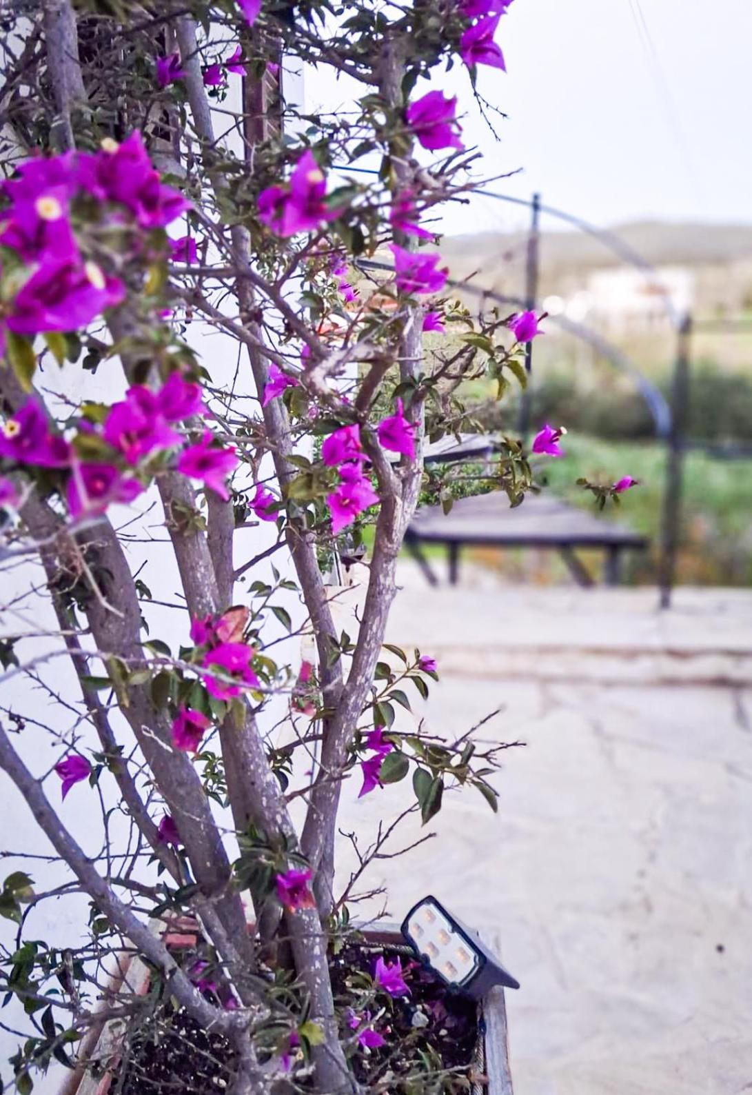 Rosa Ibiza, Private Pool, 10 Minutes From The Villa Santa Gertrudis (Ibiza)