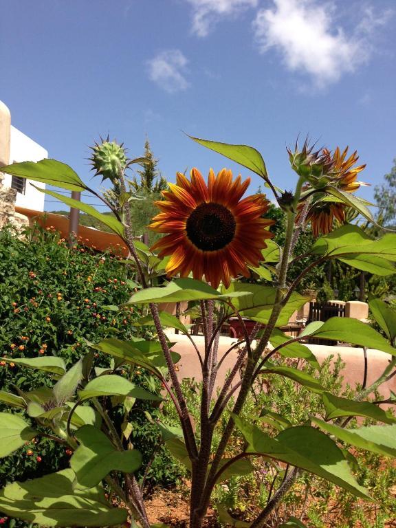 Xarc Country house Santa Eularia des Riu