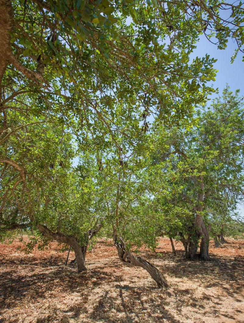 Cama * Santa Gertrudis (Ibiza)