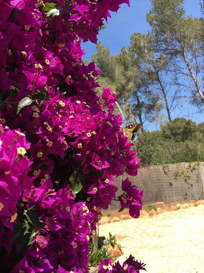 Can Bliss Bed & Breakfast Cala Llenya (Ibiza)