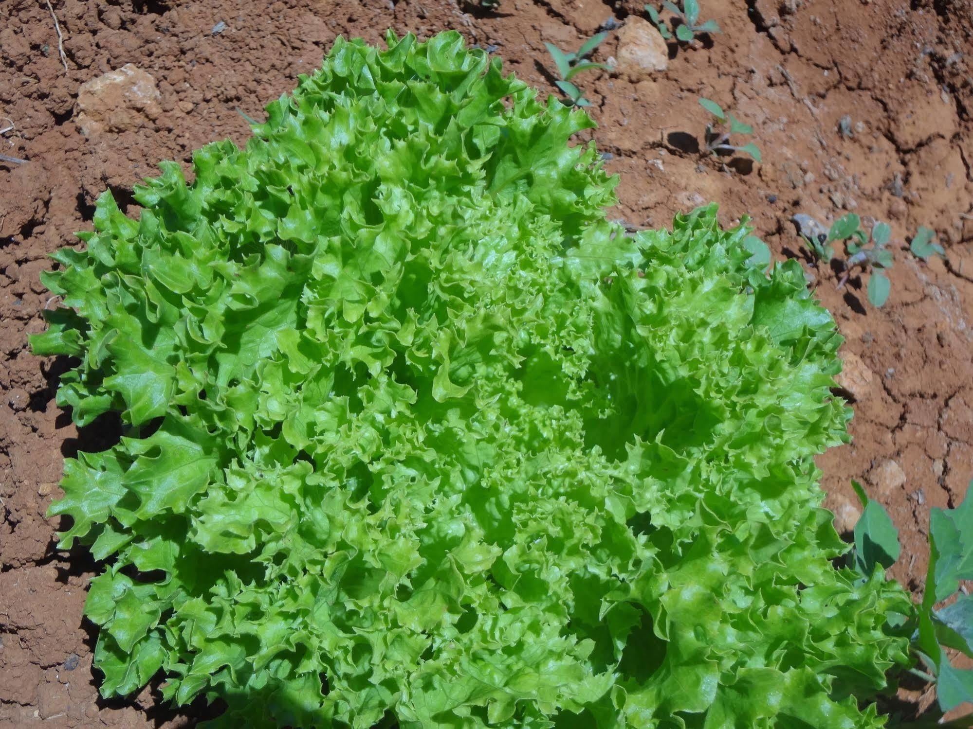 Farm stay Sa Vinya D'en Palerm *