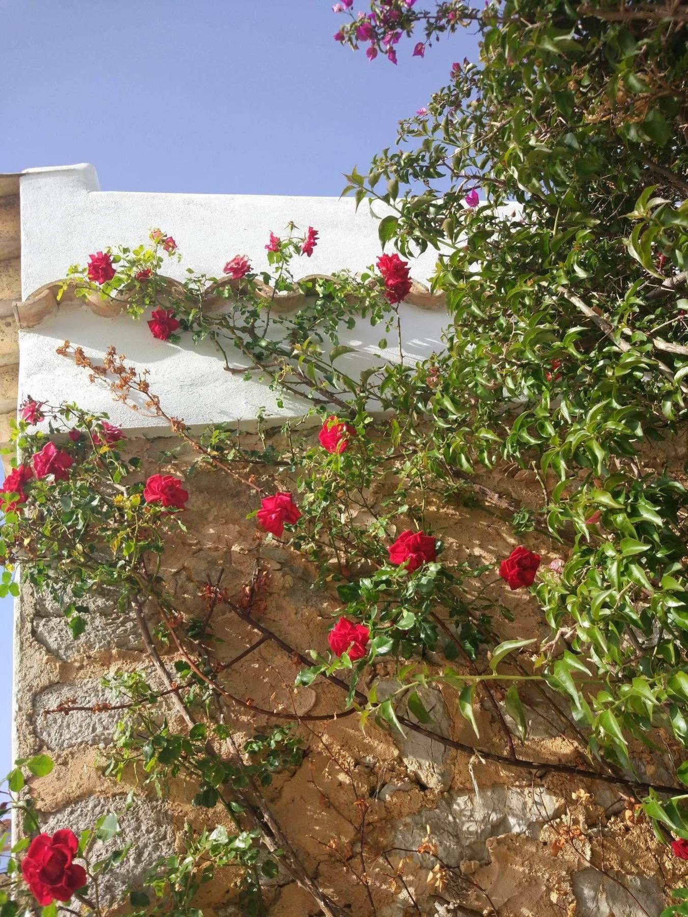 Sa Vinya D'en Palerm Farm stay