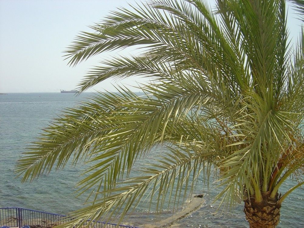 Llevant