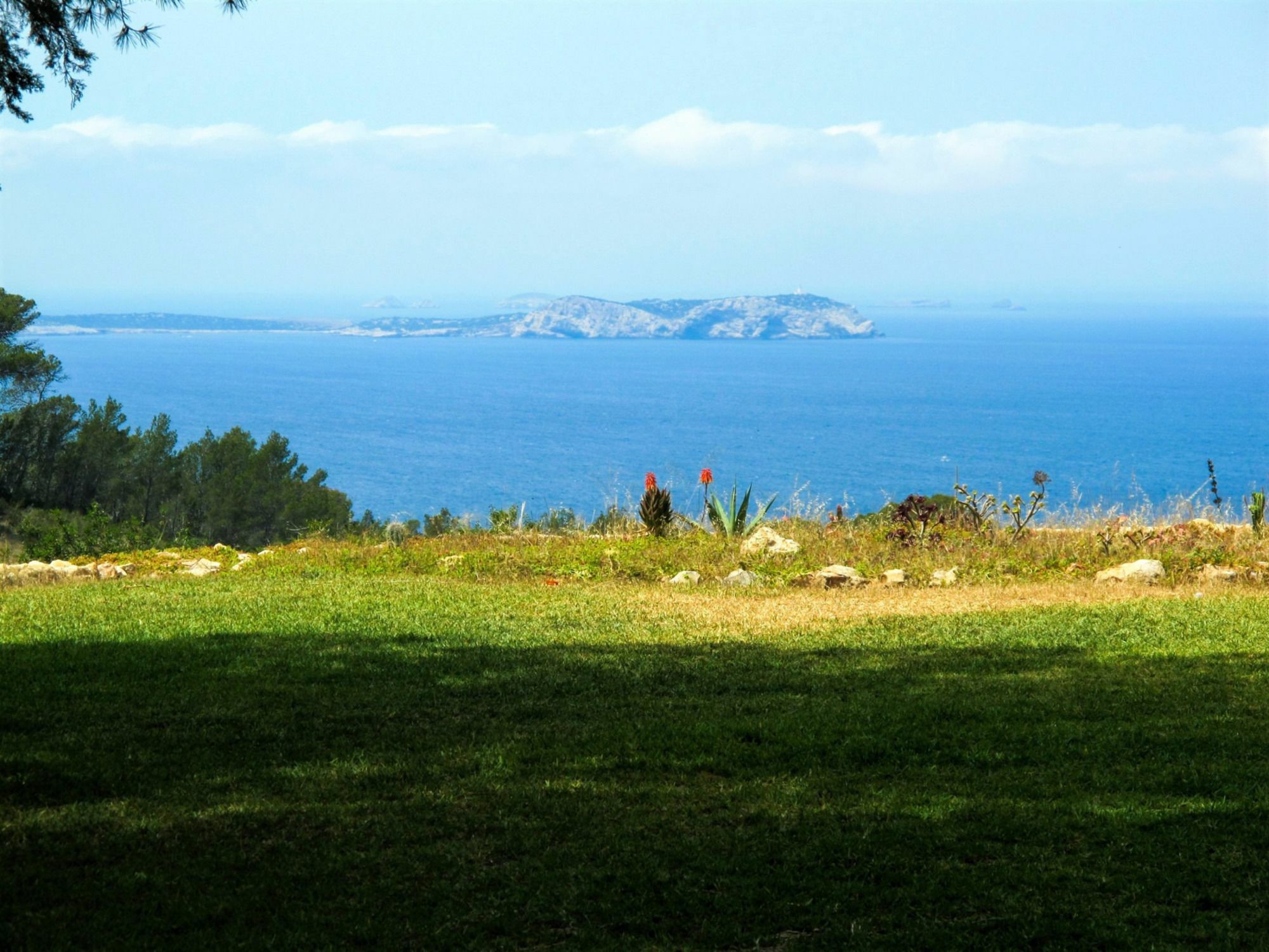 Weedy San Antonio (Ibiza)
