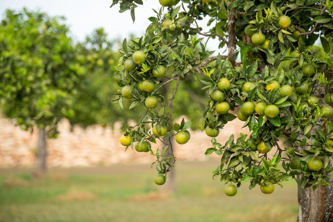 Farm stay Safragell Ibiza &