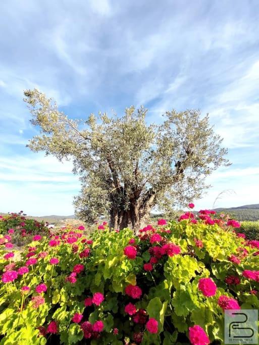 Vakantiehuis Casa Lluc Con Piscina, Jardin Y Vista Al Campo